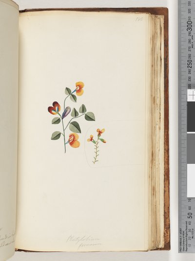 Page 180. Platylobium formosum / Pois plat élégant - Unknown artist