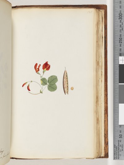 Page 181. Une liane qui pousse autour des arbres et des arbustes - Unknown