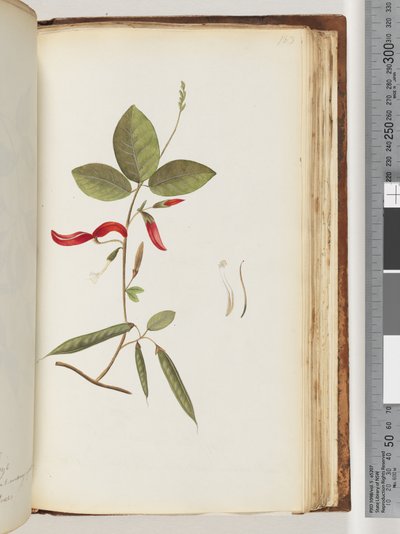 Page 183. Plantes non identifiées - Unknown artist