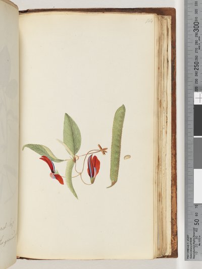 Page 184. Lianes ou Chèvrefeuilles - Unknown artist