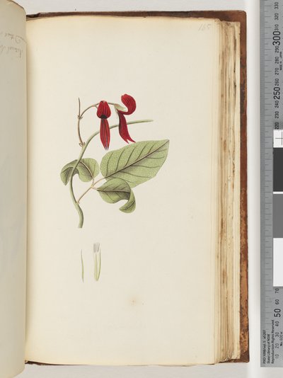 Page 185. Plante non identifiée - Unknown artist