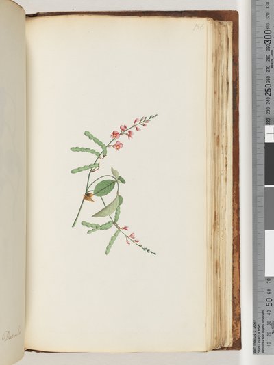 Page 186. Plante à fleurs, une liane - Unknown artist