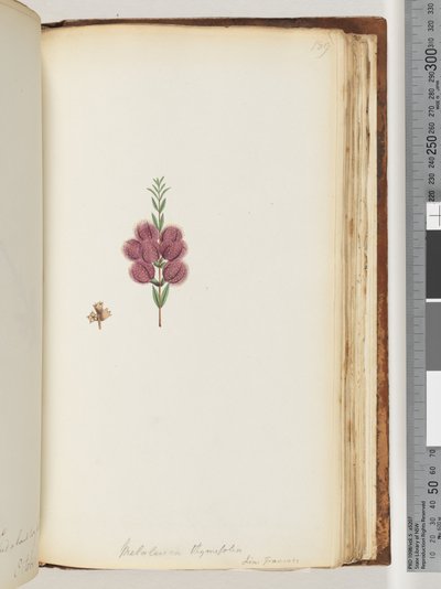 Page 189. Melaleuca thymifolia - Unknown artist