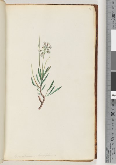 Page 18. Conospermum longifolium, graines de cône à longues feuilles - Unknown artist
