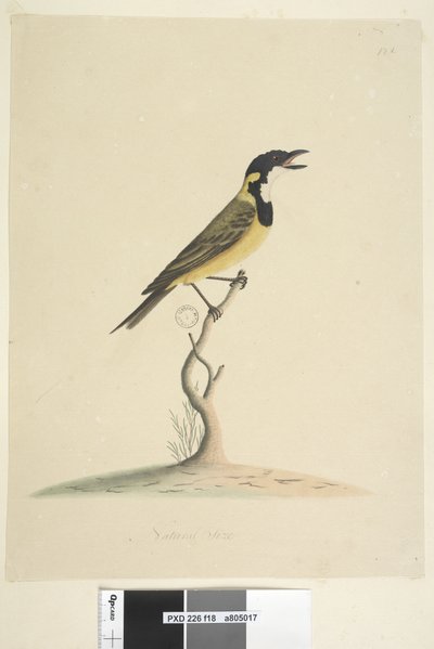 Page 18. Taille naturelle Siffleur doré Pachycephala pectoralis, mâle, 1791-92 - Unknown artist