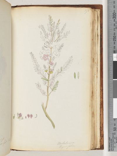 Page 190. Melaleuca thymifolia / Miel de thym, myrte - Unknown artist