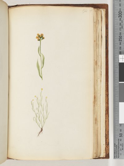 Page 194. Plante non identifiée - Unknown artist