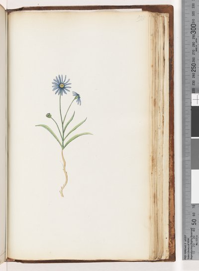 Page 198. Plante non identifiée - Unknown artist