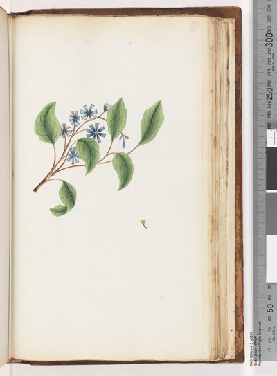 Page 199. Plante non identifiée - Unknown