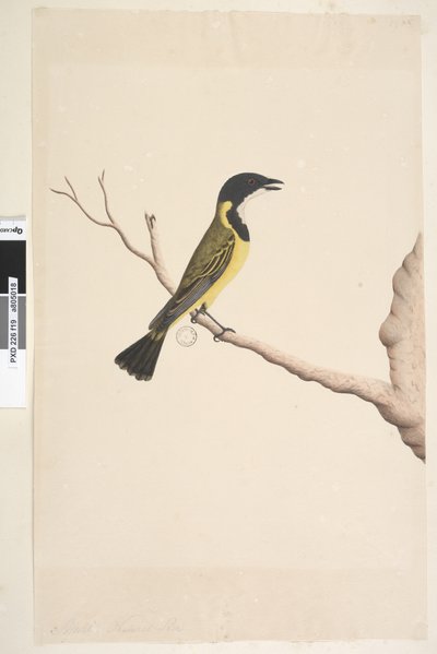 Page 19. Avril. taille naturelle Siffleur doré Pachycephala pectoralis, mâle, 1791-92 - Unknown artist