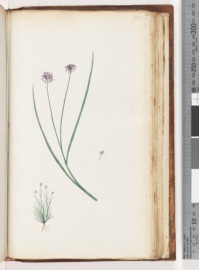 Page 201. Plante non identifiée - Unknown artist