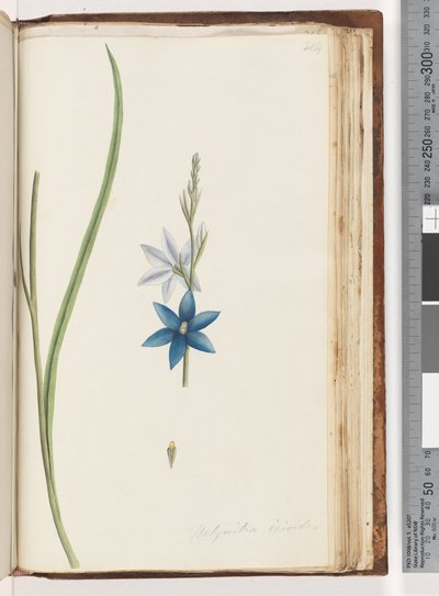 Page 204. Thelymitra ixiodes / Orchidée du soleil tachetée - Unknown artist