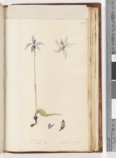 Page 205. Glossodia. Arethusa pilosa / Orchidée à lèvres de cire - Unknown artist