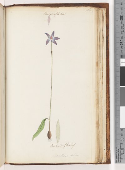 Page 206. Verso des pétales. Verso de la feuille. Arethusa pilosa / Orchidée à lèvres de cire - Unknown artist