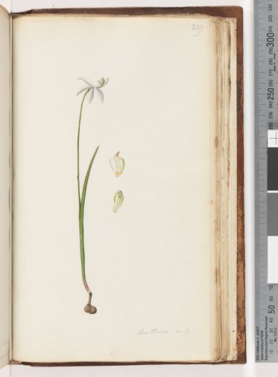 Page 209. Arethusa certe? - Unknown artist