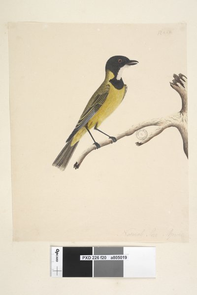 Page 20. Taille réelle. Avril Siffleur doré Pachycephala pectoralis, mâle, 1791-92 - Unknown artist
