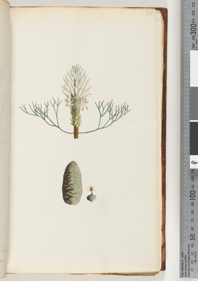 Page 20. Plante non nommée - Unknown artist