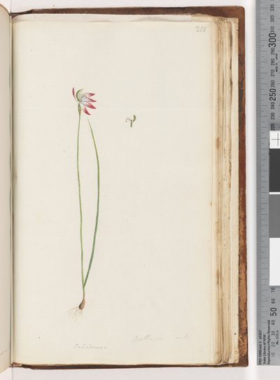 Page 210. Arethusa certe? / Caladenia - Unknown artist