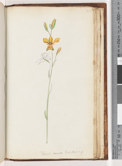 Page 213. Diuris aurea. Exot. Bot. t. 9. Orchidée âne dorée - Unknown artist