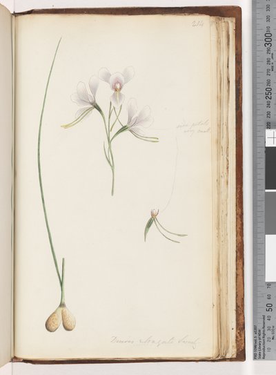 Page 214. Diuris elongata Saracty? Orchidée âne pourpre - Unknown