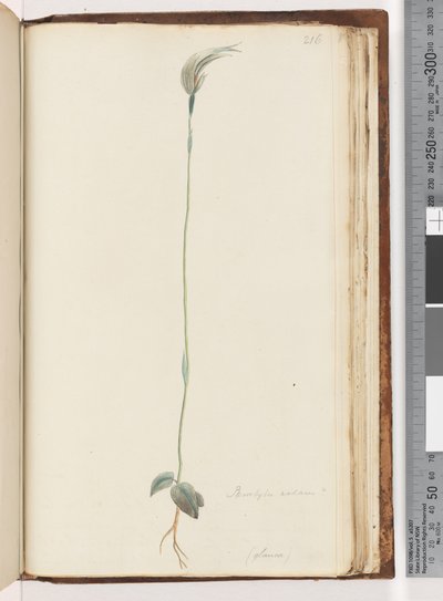 Page 216. Pterostylis nutans? - Unknown artist