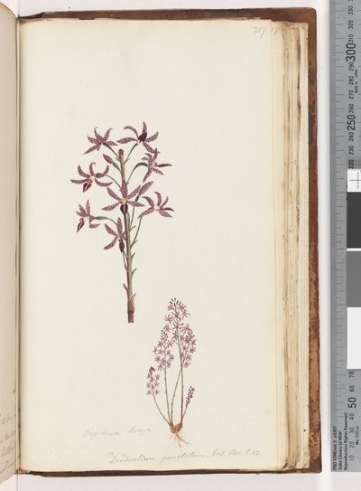 Page 217. Dipodium Brown / Dendrobium punctatum. Exot. Bot. t. 12. / Orchidée jacinthe - Unknown artist