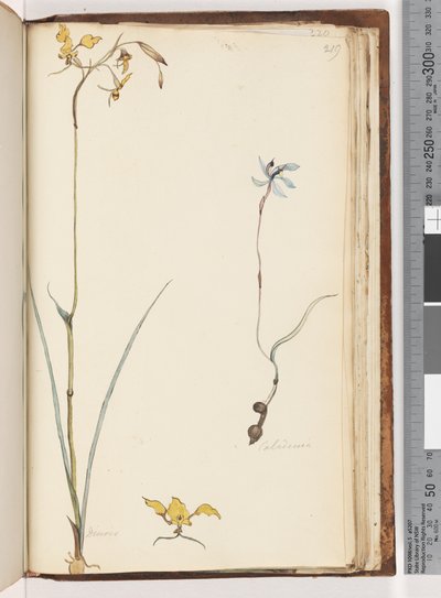 Page 219. Caladenia / Diuris deux plantes - Unknown artist