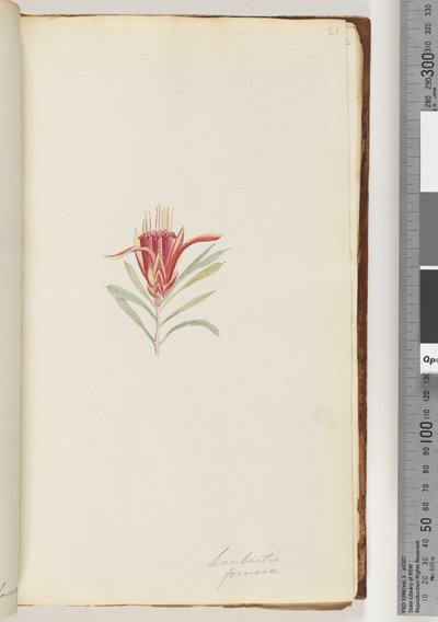 Page 21. Lambertia formosa / Diable des montagnes - Unknown artist