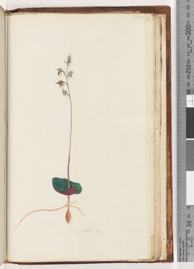 Page 222. Acianthus sp - Unknown artist