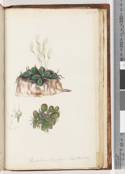 Page 223. Dendrobium linguiforme Exot. Bot. t. 11 Orchidée langue - Unknown artist