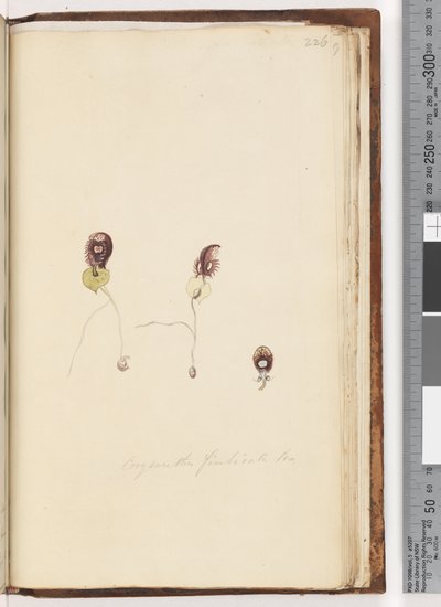 Page 226. Corysanthes fimbriata Br / Orchidée casque frangé - Unknown artist