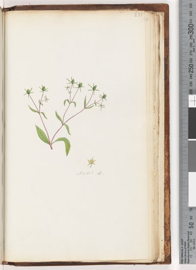 Page 231. Madia sp - Unknown artist