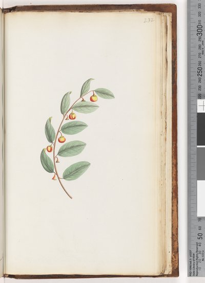 Page 232. Plante non identifiée - Unknown artist