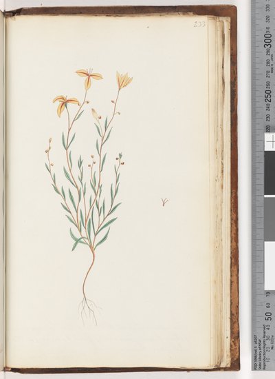 Page 233. Plante non identifiée - Unknown