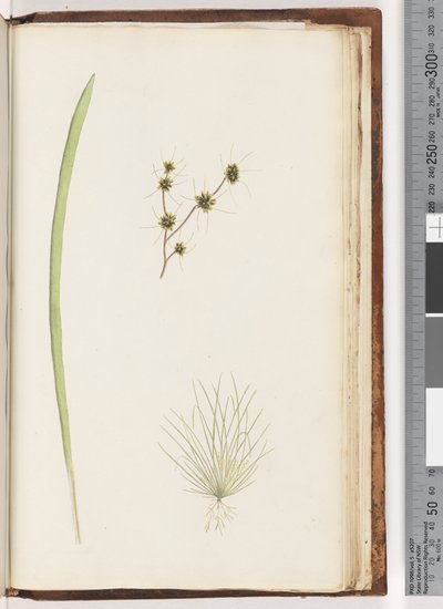 Page 234a. 1/4 Plante non identifiée - Unknown artist