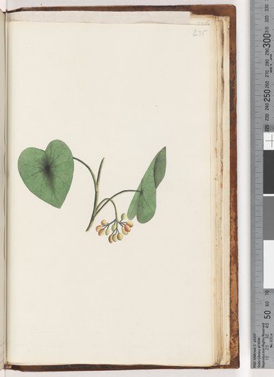 Page 235. Plante non identifiée - Unknown artist