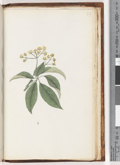 Page 237. Plante non identifiée - Unknown artist