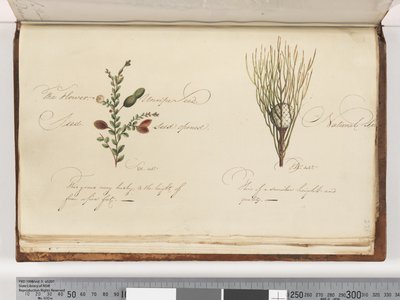 Page 238. Plante non identifiée - Unknown artist