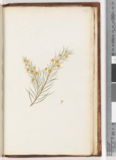 Page 239. Plante non identifiée - Unknown artist