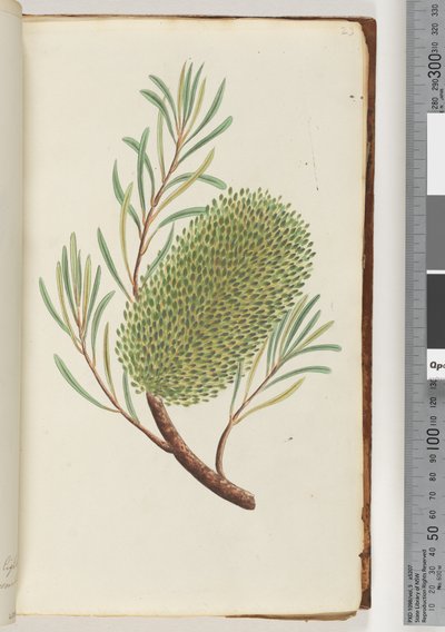 Page 23. Plante à fleurs non nommée - Unknown artist