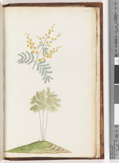 Page 243. Plante à fleurs sans nom - Unknown artist