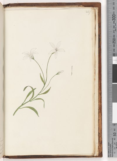Page 247. Plante non identifiée - Unknown artist