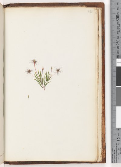 Page 248. Plante non identifiée - Unknown