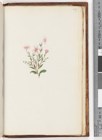 Page 249. Plante non identifiée - Unknown artist