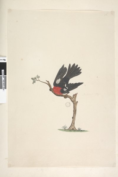 Page 24. Taille naturelle Rouge-gorge écarlate Petroica multicolor, mâle, Île Norfolk, 1791-92 - Unknown artist