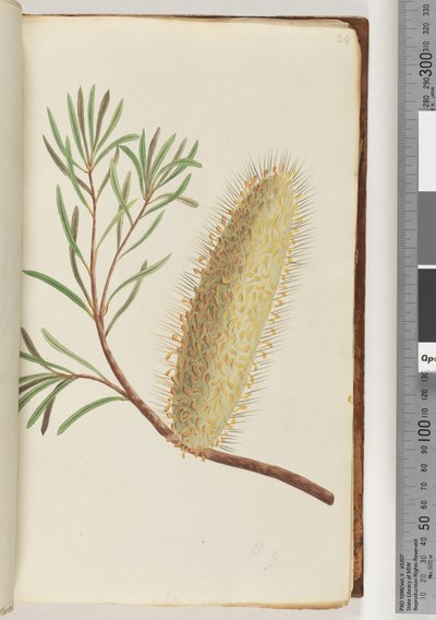 Page 24. Plante à fleurs non nommée - Unknown artist