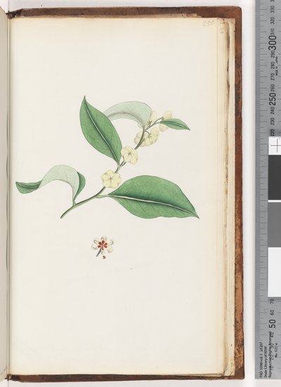 Page 250. Arbre sans nom - Unknown artist