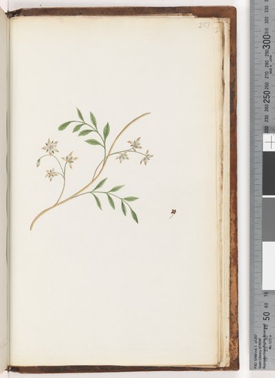 Page 251. Plante non identifiée - Unknown artist