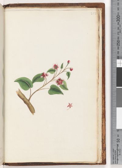 Page 252. Plante non identifiée - Unknown artist
