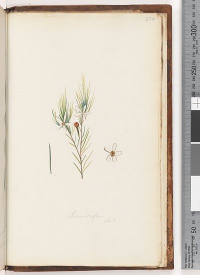 Page 254. Ricinocarpus / ?? - Unknown artist